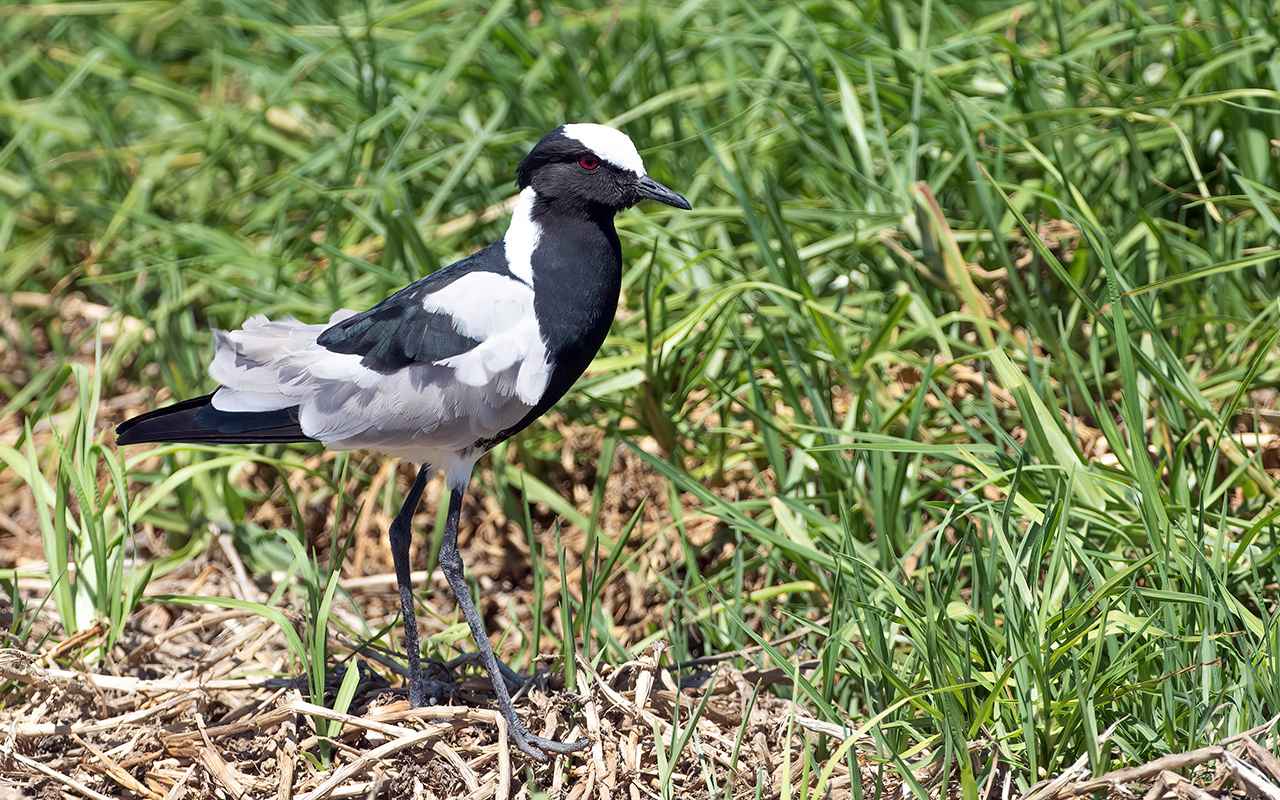 Blacksmith Lapwing